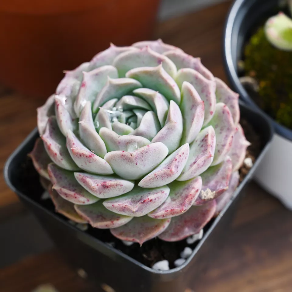 Live Fresh Echeveria &#39;Red Hole&#39; fully rooted in 2&#39;&#39; Plant Pot for Indoor... - $28.00