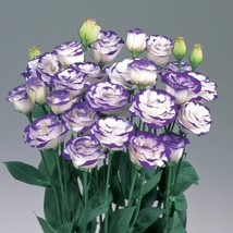 25 Pelleted Seeds Rosita Blue Picotee Lisianthus Cut Flower Seeds - £27.10 GBP