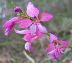 FREE SHIPPING Gladiolus illyricus Wild Gladiolus 10 Seeds - £13.43 GBP