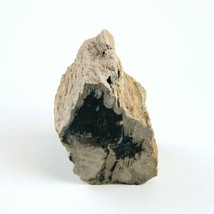 Petrified Wood South Dakota 13 oz 1.75&quot; x  2.25&quot; x 3” Wooden Rock Stone Fossil - £15.71 GBP