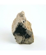 Petrified Wood South Dakota 13 oz 1.75&quot; x  2.25&quot; x 3” Wooden Rock Stone ... - £15.97 GBP