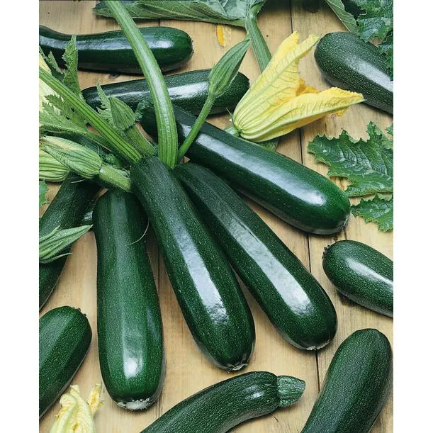 25+ BLACK BEAUTY SUMMER SQUASH SEEDS , HEIRLOOM, ORGANIC NON - GMO , 202... - €3,01 EUR
