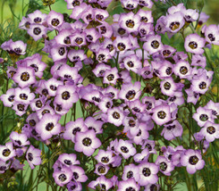 Bird&#39;S Eyes Gilia Tricolor Seeds 500+ Annual Flower   Hummingbirds From US - $7.06