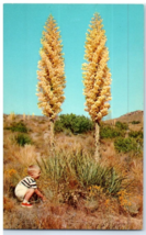 California Yucca In Bloom Cactus Postcard - £6.98 GBP
