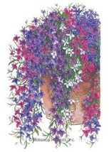 50 Lobelia Regatta Trailing Mix Perennial Flower Seeds From US  - $8.35