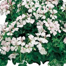 1R7D4 Tornado Geranium White 15 Thru 100 Ivy Geranium Fresh Seeds USA Seller - £16.60 GBP