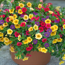 Huakai Darong Mixed Bonsai Petunia Seeds 200 Seeds Pack A Must For Hanging Baske - £7.53 GBP