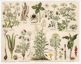 Antique Botanical Lithograph Giftpflanzen Poisonous Plants Meyers Lexikon 1906 - £16.27 GBP