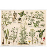 Antique Botanical Lithograph Giftpflanzen Poisonous Plants Meyers Lexiko... - £15.51 GBP