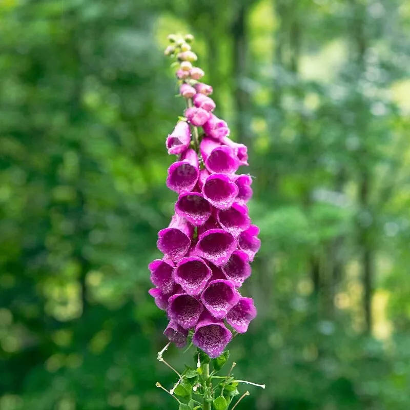 300 + Foxglove Seeds / Mixed / Biennial/ Fall Planting/ Hummingbird/ - $8.69
