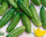 Parisian Gherkin (F1) Cucumber 30  Seeds Fast Shipping - $8.99