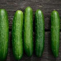 Poinsett 76 Cucumber Seeds - 500 Count Seed Pack - Non-GMO - Fantastic raw in Sa - £10.62 GBP