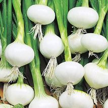 LimaJa Barletta Onion 50 Seeds | NON-GMO | Heirloom | Fresh Garden - £3.00 GBP