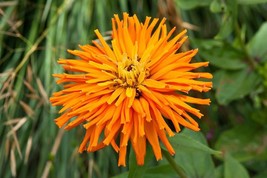 30 Seeds Zinnia Inca Orange Flower Annual - £13.30 GBP