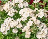 100+ Isabellina Phlox Seeds | Cream Yellow Cottage Garden Flowers - $16.50