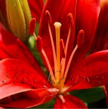 NEW 100PCS Lily Plants Seeds Red Big Flowers - $7.49