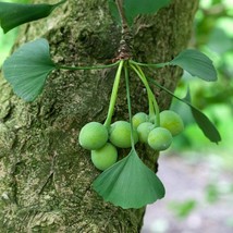 Ginkgo Biloba Tree Seeds (5-Pack) - Grow Your Own Ancient Herbal Plant, Perfect  - £3.19 GBP