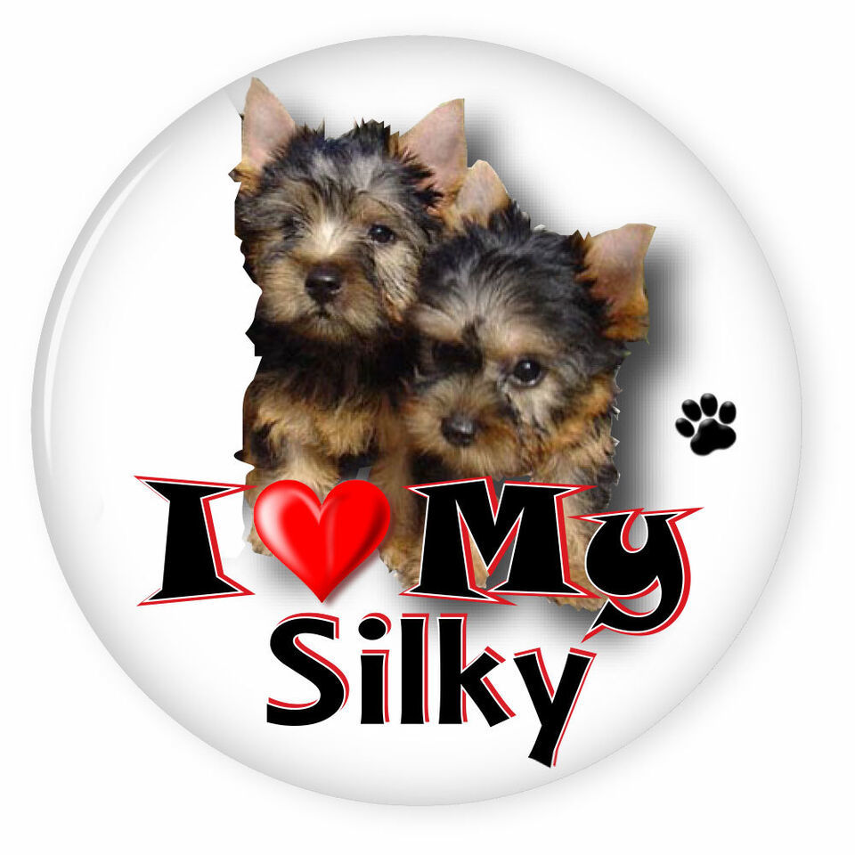 I LOVE MY SILKY TERRIER DOG PUPPY 3&quot; SAFETY PIN BACK BUTTON - $6.29