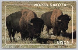 North American Bison In Theodore Roosevelt National Park North Dakota Postcard - £11.15 GBP