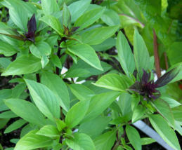 SD 100 Thai Basil Seeds(Ocimum Basilicum) Garden Seeds - $11.05 CAD