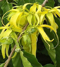 10 Seeds Cananga Odorata Ylang Ylang - £15.76 GBP