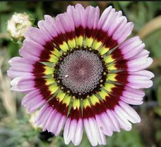 25 Seeds Painted Mix Daisy Colorful Rings Rainbow Paper Wild Flower Seed... - £7.58 GBP