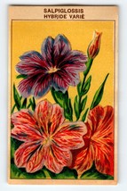 1920&#39;s Flower Seed Art Print SALPIGLOSSIS Lithograph Original Vintage Un... - £10.09 GBP
