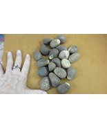 (tn-44) 1 pound natural Tagua Nut whole nuts craft Carving Dried plain u... - $55.27 CAD