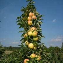 2 fuji red apple trees plant - $62.99