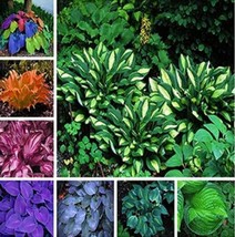 200 Seeds Hosta Seeds Mixed 8 Types Garden Beautiful - $9.28