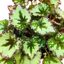 Harmony&#39;s Strawberry Shortcake, 4 inch, Begonia rex Gray with Pink Edges - £14.74 GBP