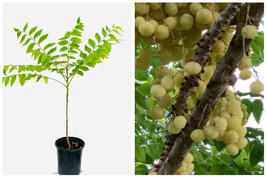 Currant / Otaheite Gooseberry (Phyllanthus acidus) Live Fruit Tree 2’-3’ tall - £81.33 GBP