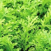 Lime Streaks Mizuna Seeds US Fast Shipping - $37.14 MXN