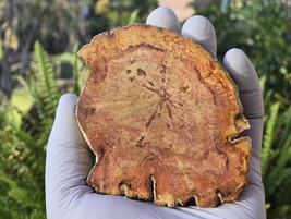 Petrified Wood Stone Decorative Crystal Slice (M12) - $460.83 MXN