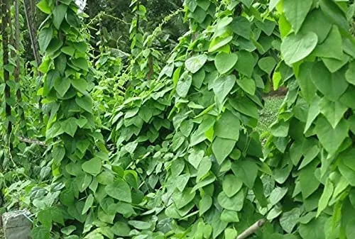 15 Green Glass Jelly Vine Tiliacora Triandra Suong Sam Bai Yanang Fresh Seeds