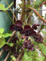 Akebia trifoliata plant (Chocolate Vine), Unusual vine - £22.98 GBP
