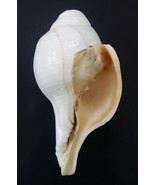 Vamavarti Shankha / Left Handed Shankh For Blowing Purpose-
show origina... - $1,345.57 MXN