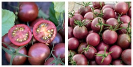 Black Cherry Tomato 90 Seeds Fresh Garden - £15.67 GBP
