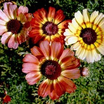 Tricolor Painted Daisy 100 Seeds 1/4 Gram B11 Gardening USA SHIPPING - $5.38