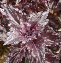 Basil Purple Ruffles Heirloom Sweet Aas Award Antioxidants Non-Gmo 200 S... - £7.76 GBP