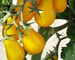 Yellow Plum Tomato Seeds Non Gmo 50 Seeds Perfect Sauces And Slices Fast... - $8.99