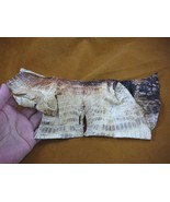 (G471-43) 10&quot; Gator ALLIGATOR hide underside scrap leather piece croc craft - $46.17 CAD