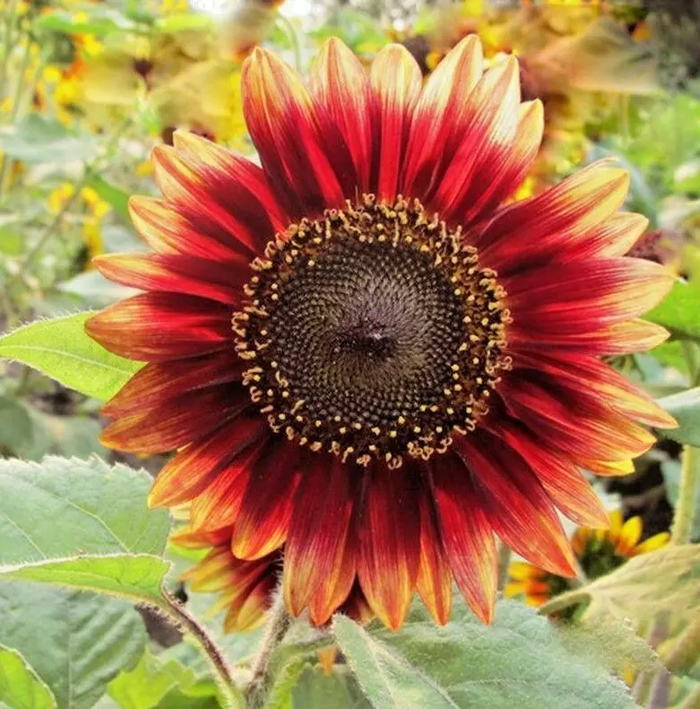 TKBONStore Indian Blanket Sunflower Native Wildflower 100 Seeds - £7.47 GBP