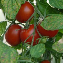 USA SELLER Polar Star Tomato Garden Seed Grown To Organic Standards Gardening - £13.64 GBP