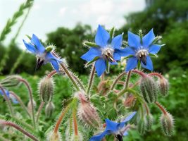 Borage scaled thumb200