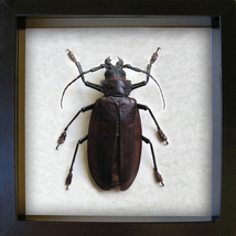 Real World&#39;s Largest Beetle Titanus Giganteus XXL Entomology Collectible... - $519.99