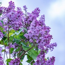 Chinese Lilac Syringa Seeds (15 Count) - Grow Your Own Lush Lilac Shrubs, Ideal  - $8.50