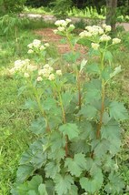 100+Great Indian Plantain Seeds Tall Native Wildflower Heat Cold Full Sun Shade  - £7.40 GBP