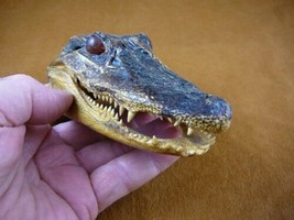 G-Def-254) 4-1/8&quot; Deformed Gator ALLIGATOR HEAD jaw teeth TAXIDERMY weir... - £30.06 GBP