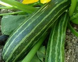 Cocozelle Zucchini Seeds 15 Squash Vegetables Cooking Culinary Fast Ship... - $8.99